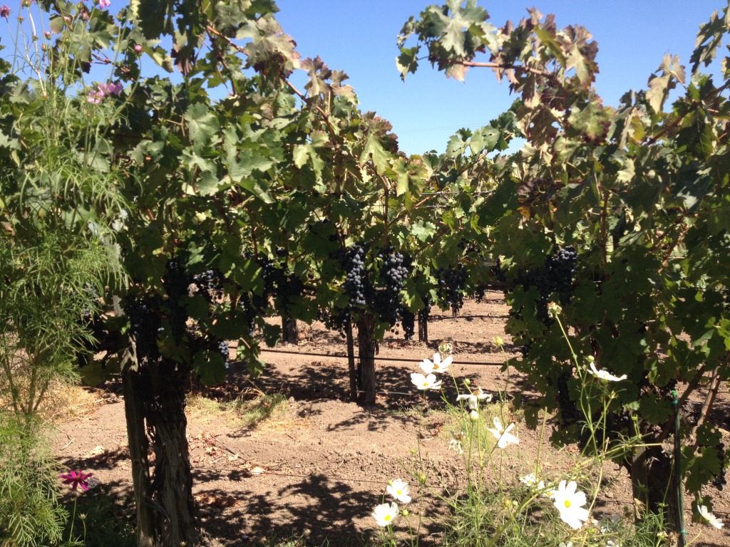 Organic grapes in Napa Valley