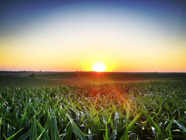 Field Corn with Beautiful Sunset at www.saras-house.com