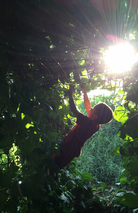 Axten Picking Pole Beans in Tunnel at www.saras-house.com