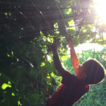 Axten Picking Pole Beans in Tunnel at www.saras-house.com