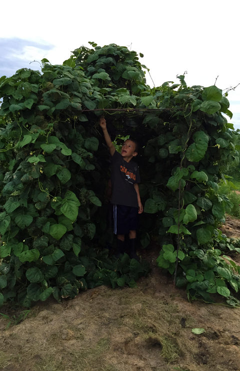Hudson Picking Pole Beans in Tunnel at www.saras-house.com
